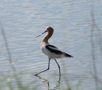 American Avocet bird in the water