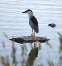 Night Heron on water 